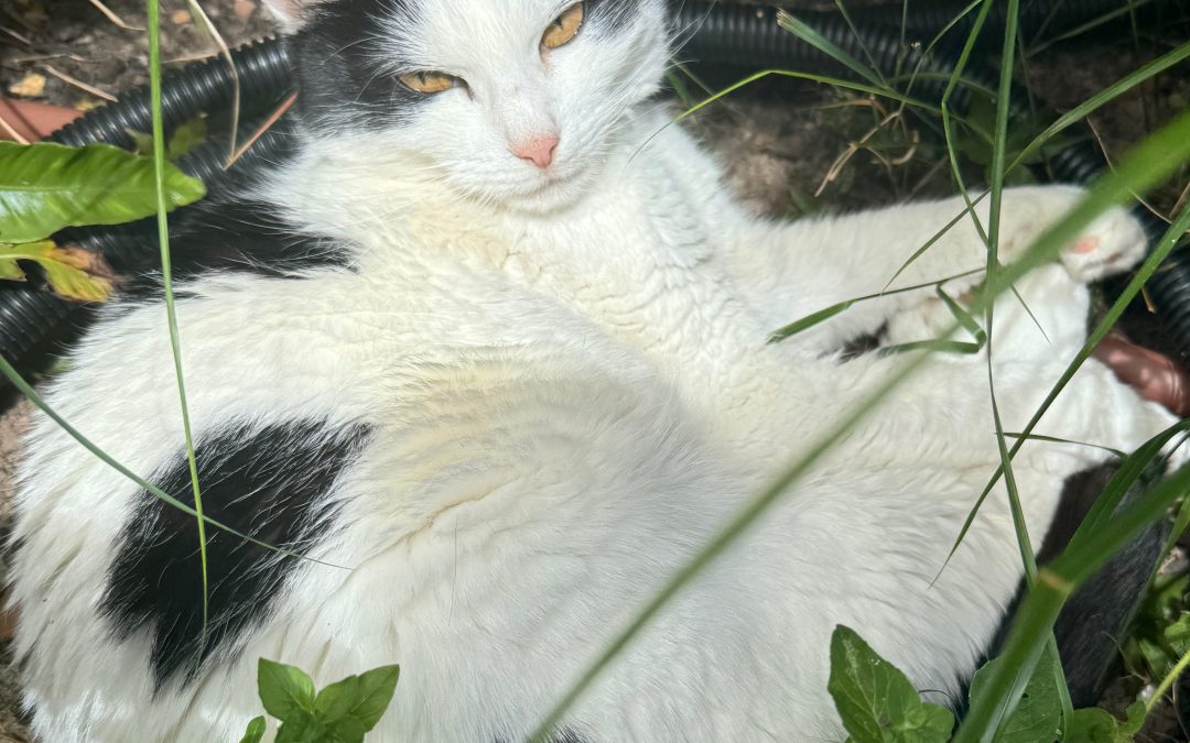 The healing effects of a cat’s purr